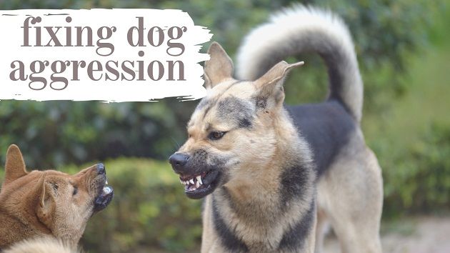 Dog aggression training Phoenix